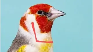 Comment  sexer vos jeunes chardonnerets à partir des règles de mutation