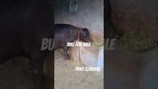 Bull for sale M29 Breed #bull #sale #haryana #punjab #pashupalan #hit