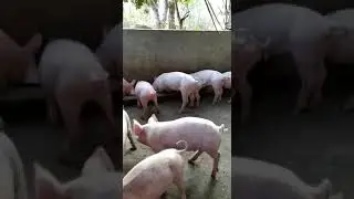Lechones en etapa post destete