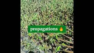 Direct Supplier of Giant Bamboo