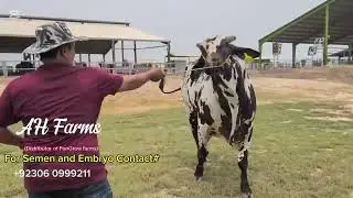 Neelor Black Painted Bull for Sale | Top Quality Semen Available | Premium Breeding Bull in Pakistan