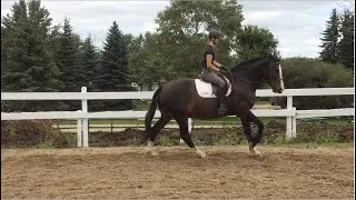 The Discovery that Changed How I Ride Horses