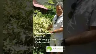Ligustro variegado