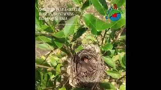 The antbird is back