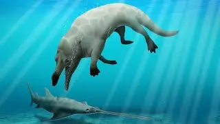 Researchers find fossil of a four-legged, land-dwelling whale