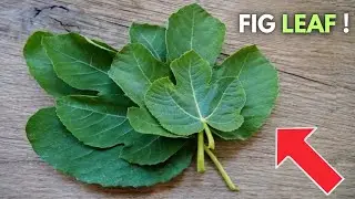 5 Benefits Of Fig Leaves That Doctors Are Hiding From You !