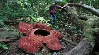 A parasitic flower that smells of death. Rafflesia: a giant mystery of nature.