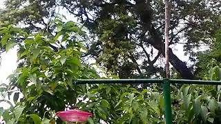 Asa Wright nature center hummingbird