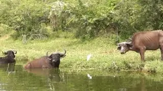 buffalo wallowing at the shore - part 4 - young male strolls up followed by cattle egret