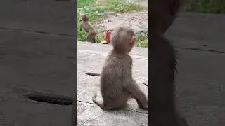 Monkey-MY54 Ep4 #shorts #monkeys #viral #animals #shortsvideo #monkey  #youtubeshorts #monkeyvideo