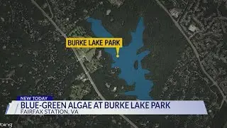 Blue-green algae at Burke Lake Park