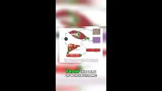 Growth Hormone - Bodybuilding Heaven or Health Nightmare #shorts