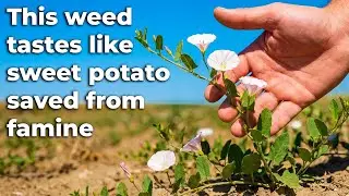 More Resilient Than Any Weed, Fed Empires — That's Why Agriculture Fears This Plant