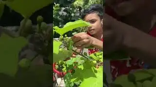 Health Benefits of #turkeyberry #sundakkai  #vegetables with surplus #medicinal #shorts #plant