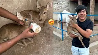 Big Zoo Me Baby Deer Agea 😍 Surprise