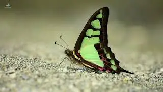 Glassy Bluebottle | Butterfly | প্রজাপতি | Butterflies Mud-Puddling | Wildlife | Bong Wild Explorer