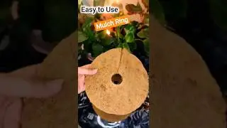 This ONE Ring Can Save Your Plants! 🌿😱 #shorts #mulching
