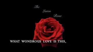 8. The Lenten Rose - What Wondrous Love Is This