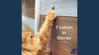 Katzenkuschelwunderland