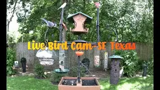 Live Bird Camera of South East Texas
