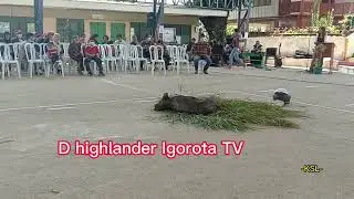 Tayao /Tayaw cultural dance during Igorot celebrations