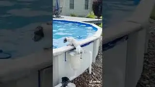 Chien Marrant TikTok