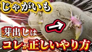 【じゃがいも】芽出しの正しいやり方はこれです！細かい手順ややり方で全て変わる
