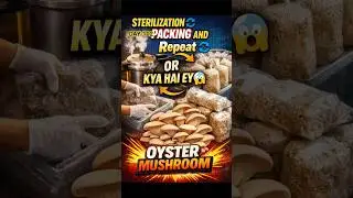 MOST IMPORTANT STAGE: STERILIZATION PACKING🔁#mushroom #trending #shorts #dhurandhar #minivlog