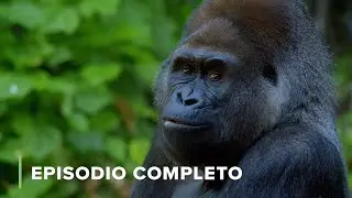 VISI&Oacute;N 👁️ | Sentidos de Animal 103