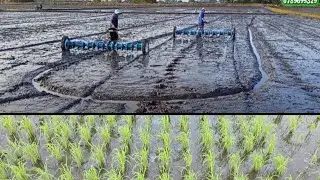 Thiết bị kéo hàng cụm.kéo nếp 4625 10kí/1000m2