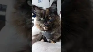 puumaja @MinnieMo-w3b #cat