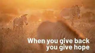 Wildlife Conservation Network | #GivingTuesday 2019