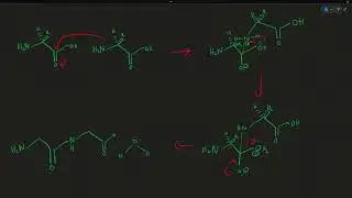 Peptide Bonds + Protein Direction (N-terminus &rarr; C-terminus) | MCAT Orgo/Biochem