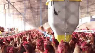 KM 327 - Sistema de ninhos automáticos -  Kilbra