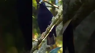 Satin Bowerbird Call #birds #birdsounds
