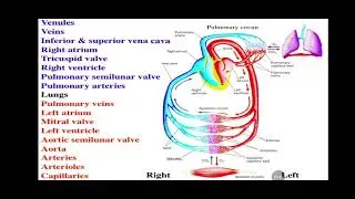Antihypertensive Drugs -Part 1#Adrenergic receptor blocker drugs #fypシ #fypviralシ #mbbs #bams #bhms 