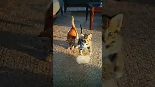 Kitten Chasing Yarn 🐱🧶#Kitten#PlayfulKitten#KittenLife#YarnKitten#CatPlay#CuteCats#CatShorts
