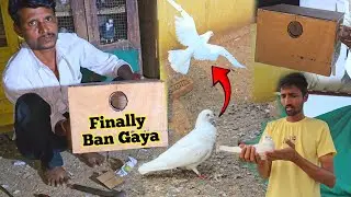 Tara Kabootar Pakda 😍 Or Finally Cockatiel Ka Breeding Box Ban Gaya 🏠