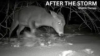 Deer After the Snowstorm ❄️ Peaceful Trail Cam Footage in Deep Snow | Raccoon Highway