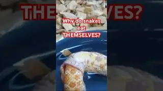 Why Do Snakes Eat Themselves?