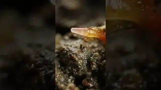 🪱How worms burrow into the soil? And up to a meter deep! #shorts #worms #insects #watchandwonder