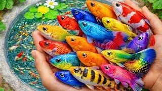 Catch beautiful aquarium fish with turtles and iguanas around the pond