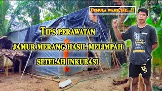 Cara perawatan jamur merang setelah inkubasi - Budidaya jamur merang