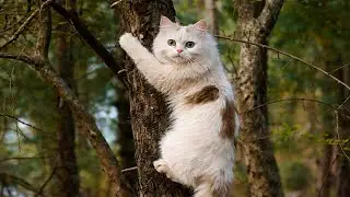 Beautiful Baby Cat Family Walking and Climbing Trees in the Forest 🌲🐾