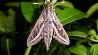 Hippotion celerio|The Nature Is Game#bart coppens#feeding moths
