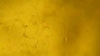Lactobacillus paracasei IL2