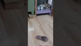 cat#catfunny #funnycatvideos #likeandsubscribe