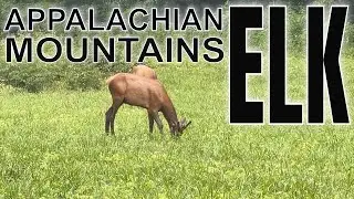 Discover These Mind-blowing Elk Facts In The Southern Appalachian Mountains!