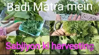 Badi Matra mein sabjiyon ke harvestin. Planting with Sita 92 🥰