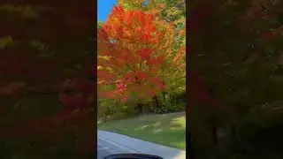 Canada Trees || Extreme Beauty #canada #trees #beauty